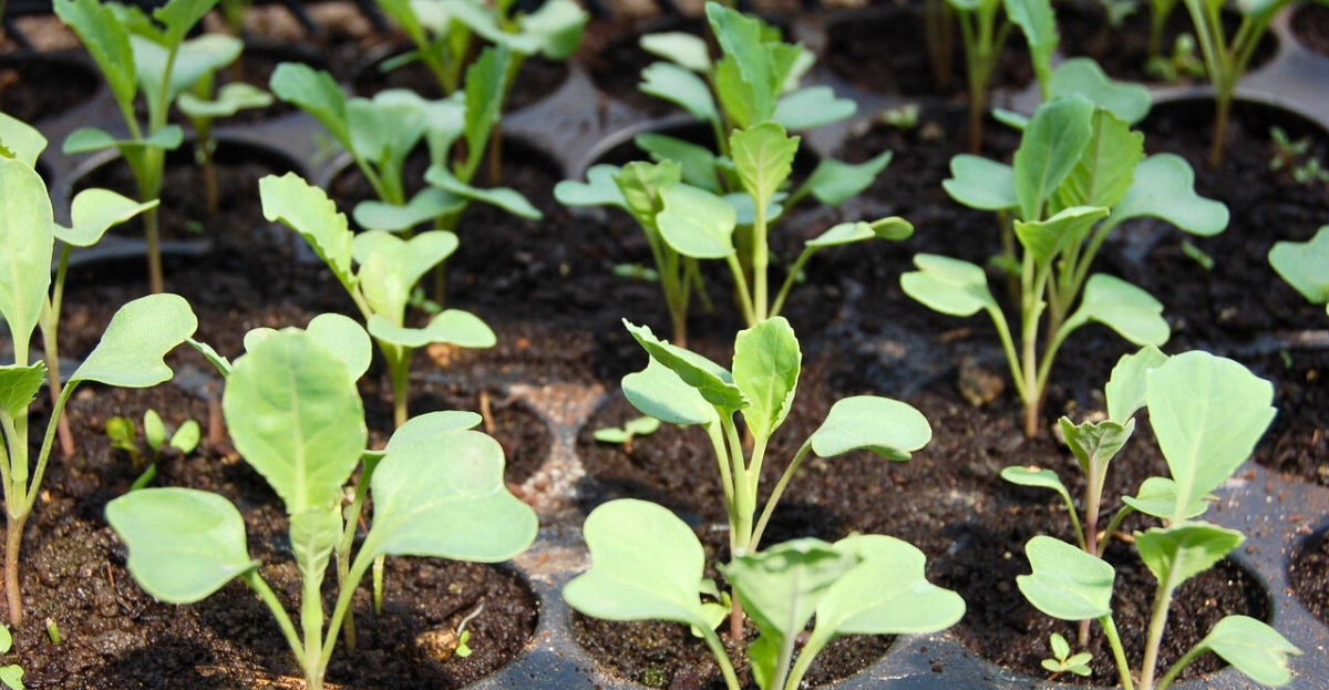 Cabbage Seedlings